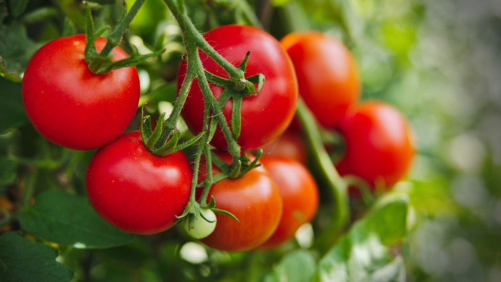 Cà chua khó tiêu hóa nên cần hạn chế bổ sung trong chế độ ăn